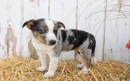Australian Cattle Dog dogs for sale: Rusty - Image 4