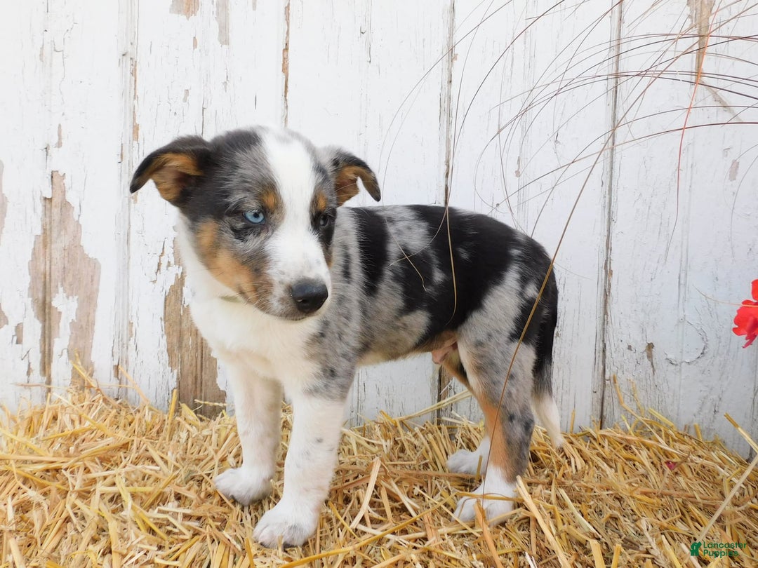Australian Cattle Dog dogs for sale: Rusty - Image 4