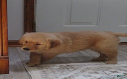 Golden Retriever dogs for sale: Twinkie - Image 4