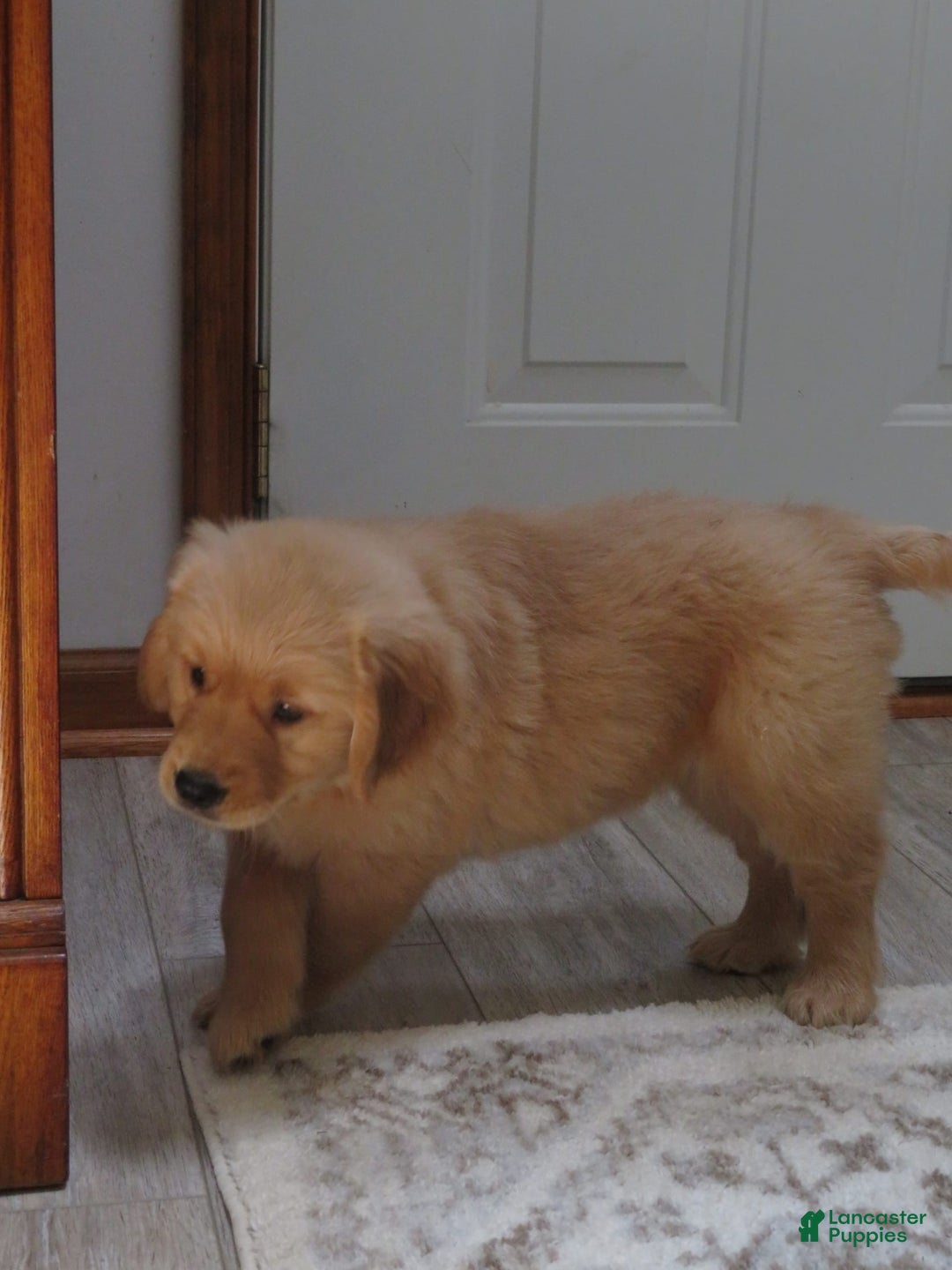 Golden Retriever dogs for sale: Twinkie - Image 4
