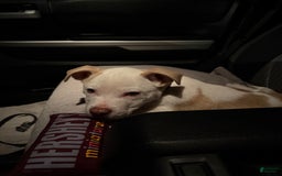 American Pit Bull Terrier dogs for sale: Milo - Image 2