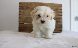 Teddy Bear dogs for sale: Karter - Image 2