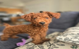 Miniature Poodle dogs for sale: Ranger - Image 2