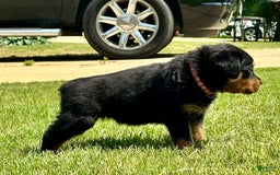 Rottweiler dogs for sale: Violet Collar - Image 6
