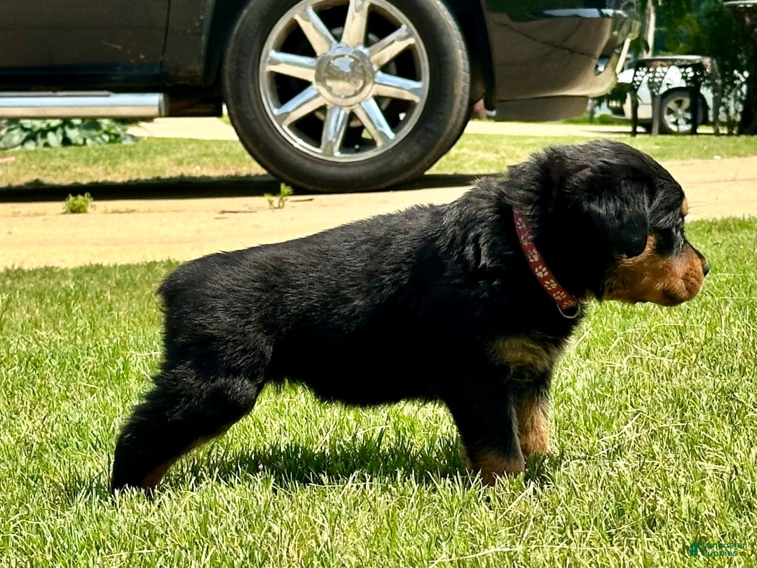 Rottweiler dogs for sale: Violet Collar - Image 6