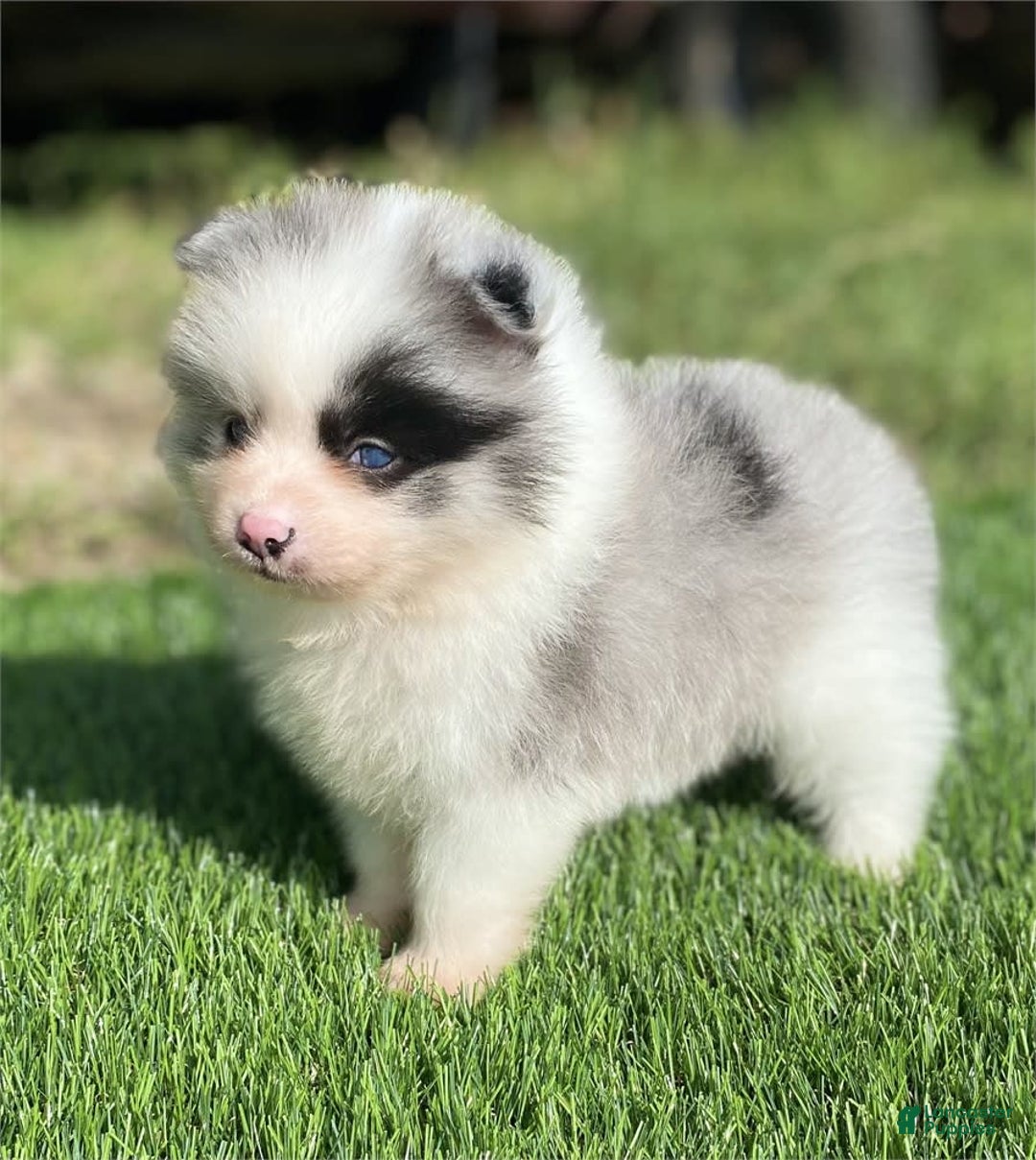 Pomeranian dogs for sale: Prada - Image 3