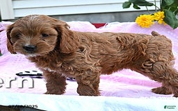 Cavapoo dogs for sale: Fern - Image 1
