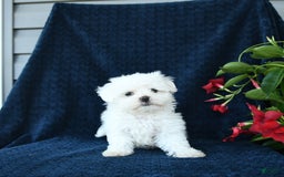 Maltese dogs for sale: Pippi - Image 1