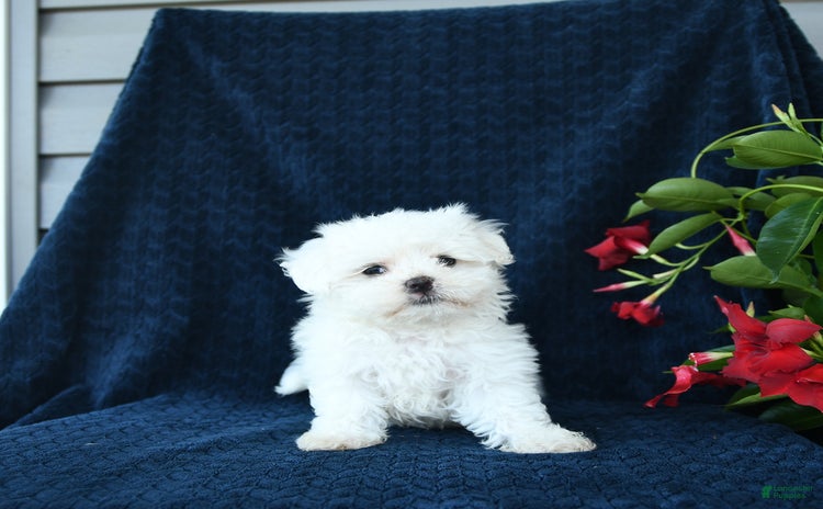 Maltese dogs for sale - Ad 1
