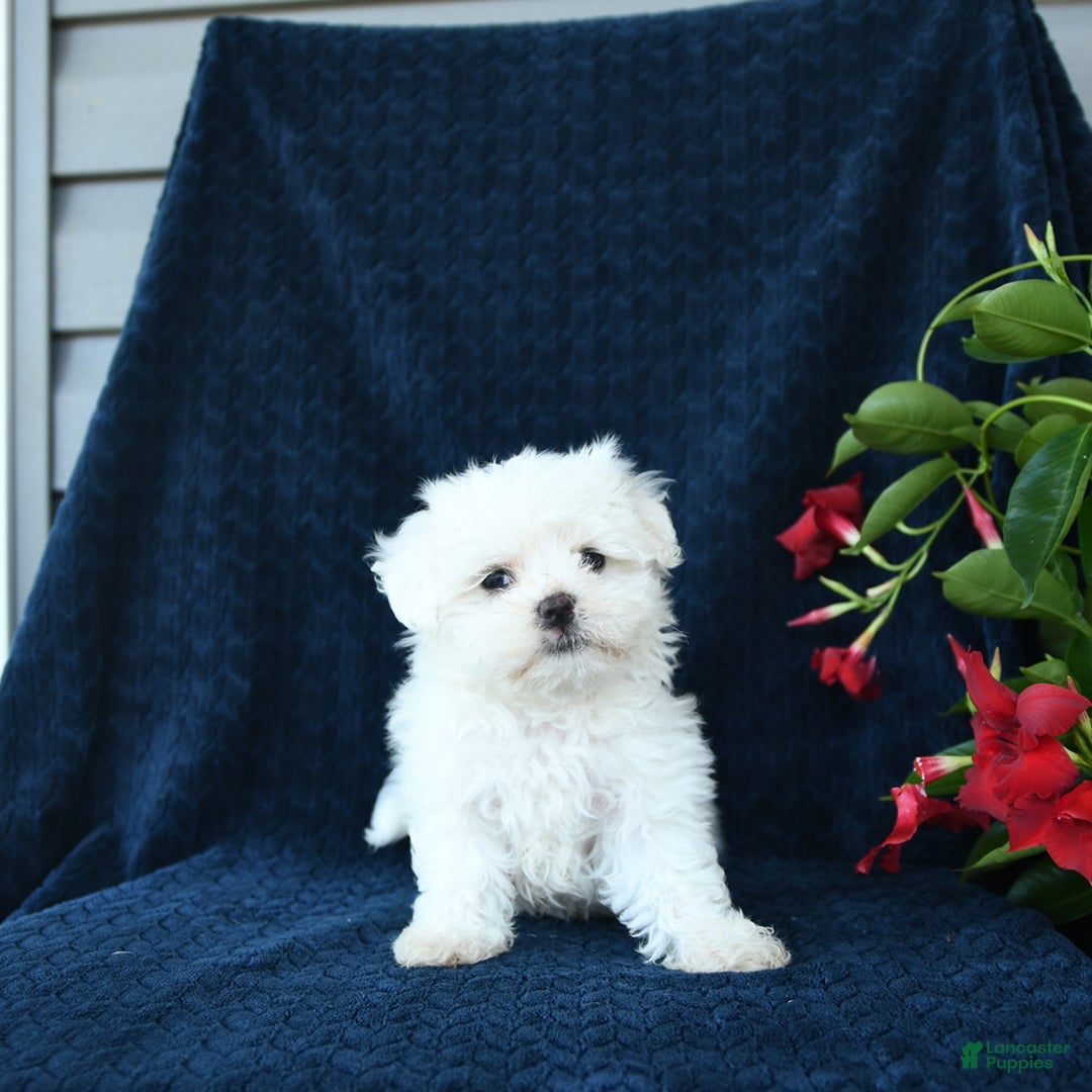Maltese dogs for sale: Pippi - Image 1