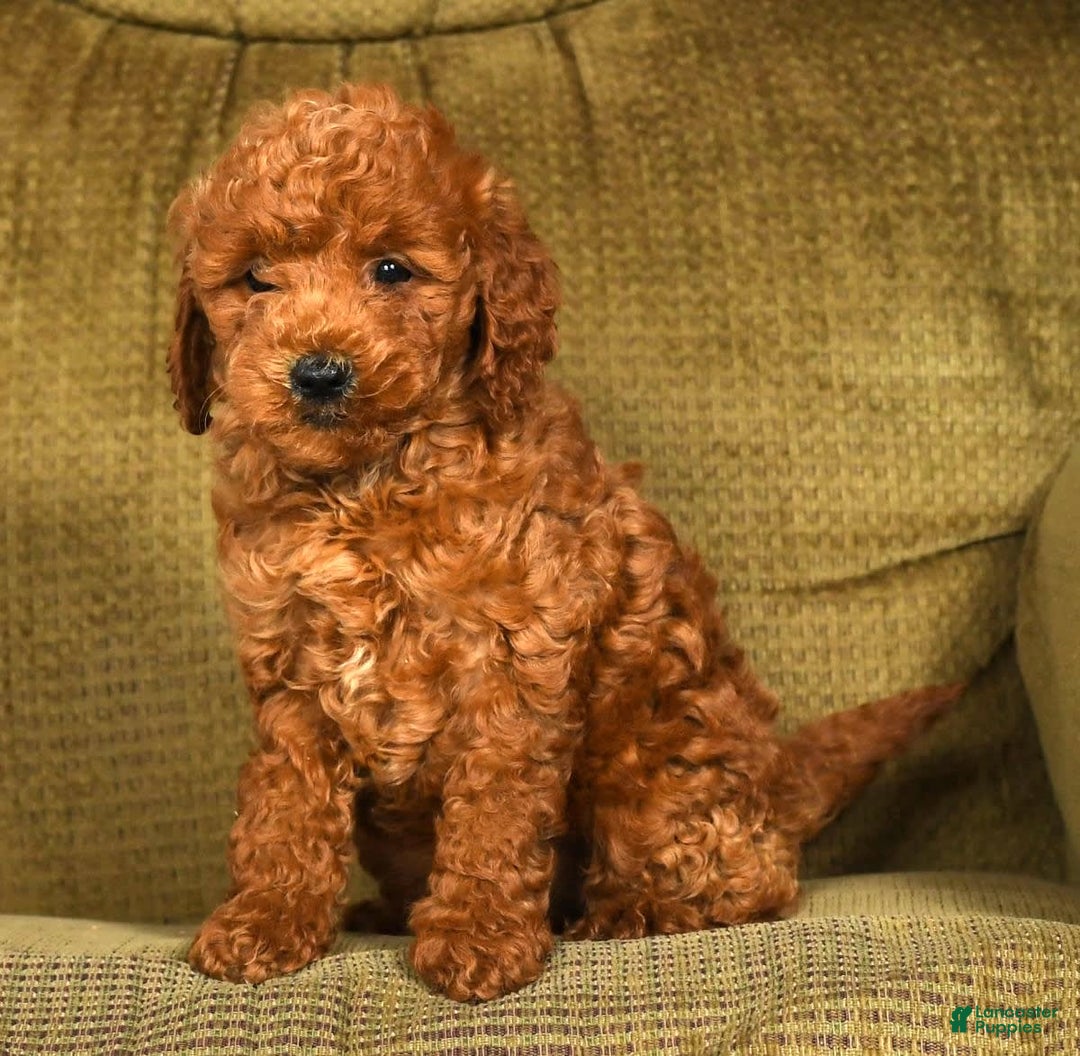 Mini Goldendoodle dogs for sale: Ranae - Image 2