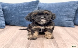 Cavapoo dogs for sale: Raven - Image 1