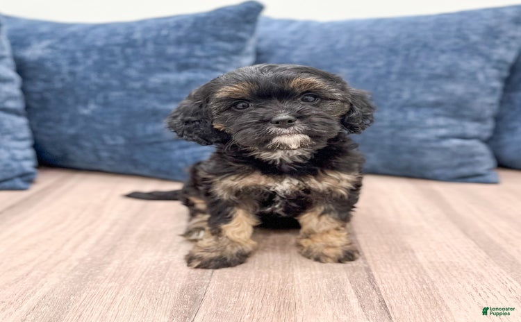 Cavapoo dogs for sale - Ad 3