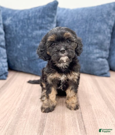Cavapoo dogs for sale - Ad 3