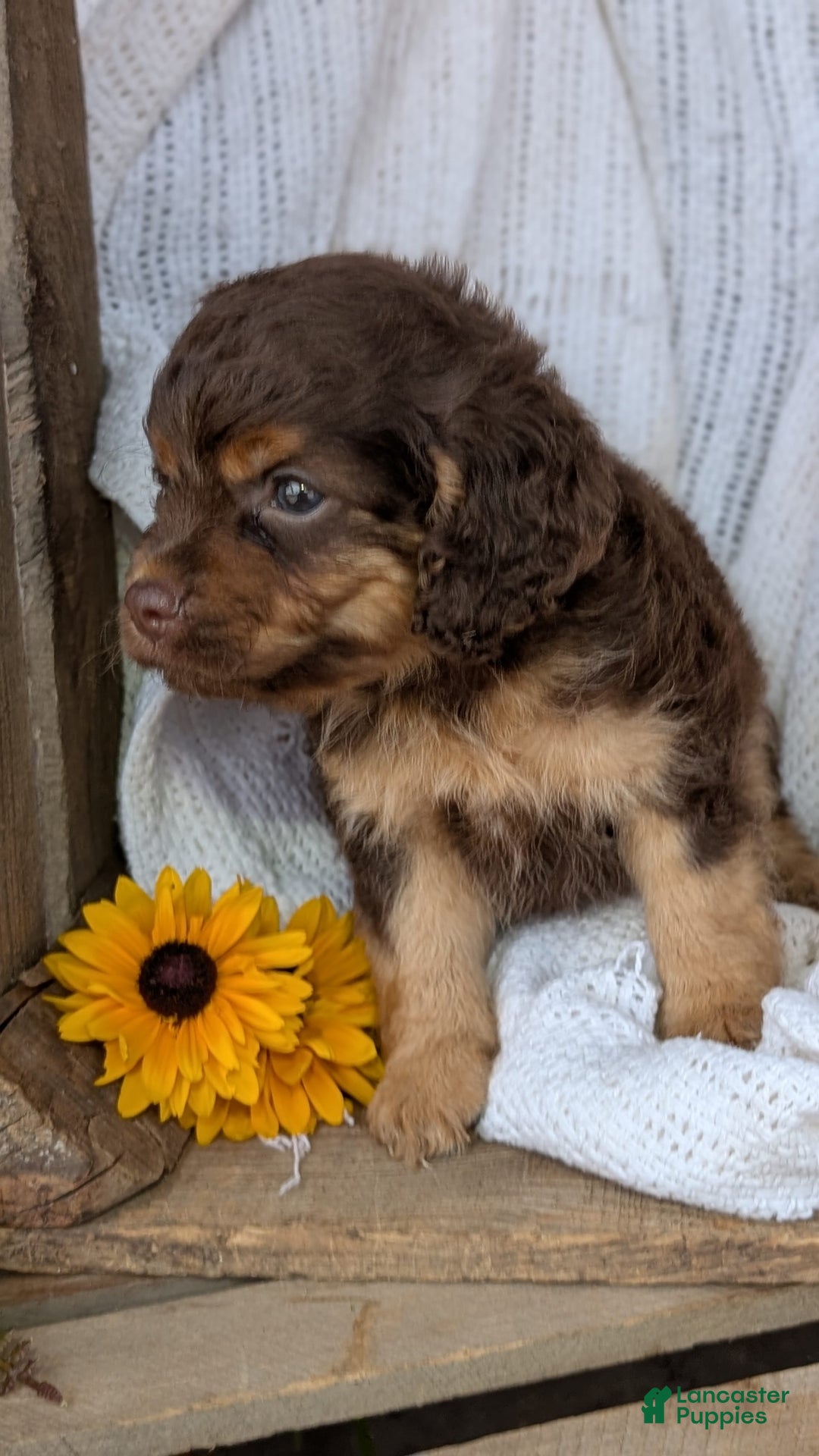 Cockapoo dogs for sale: Heaven - Image 11