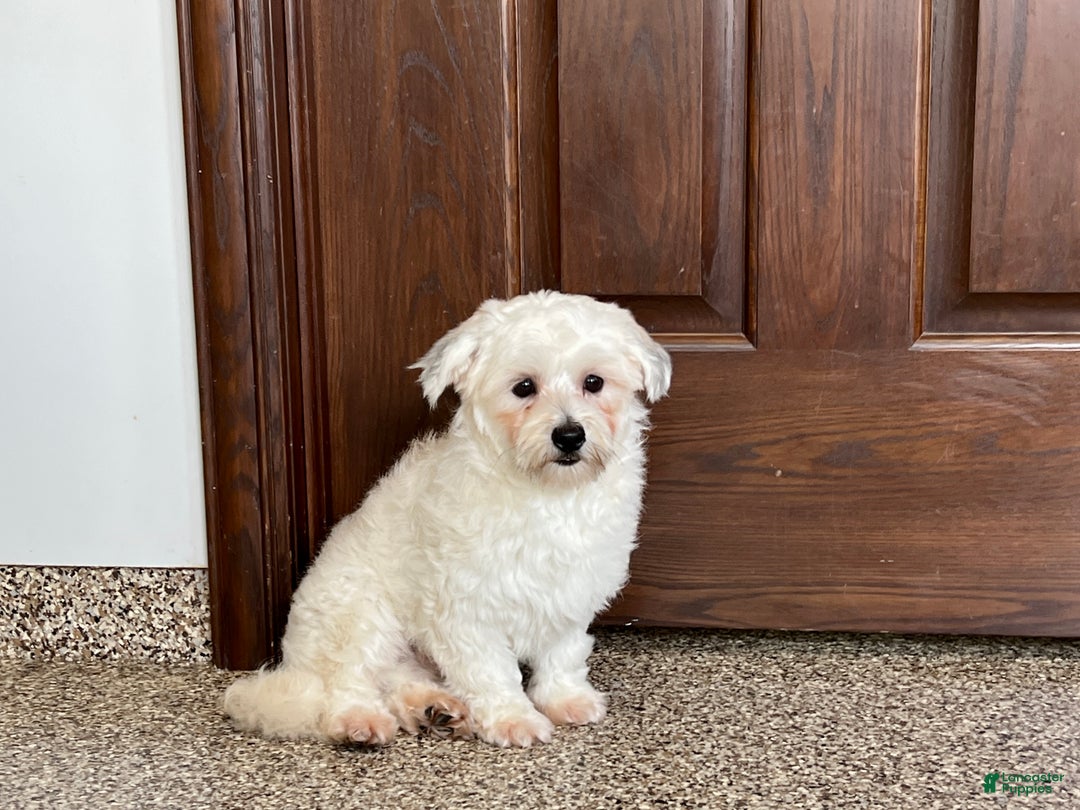 Havanese dogs for sale: Leo - Image 3