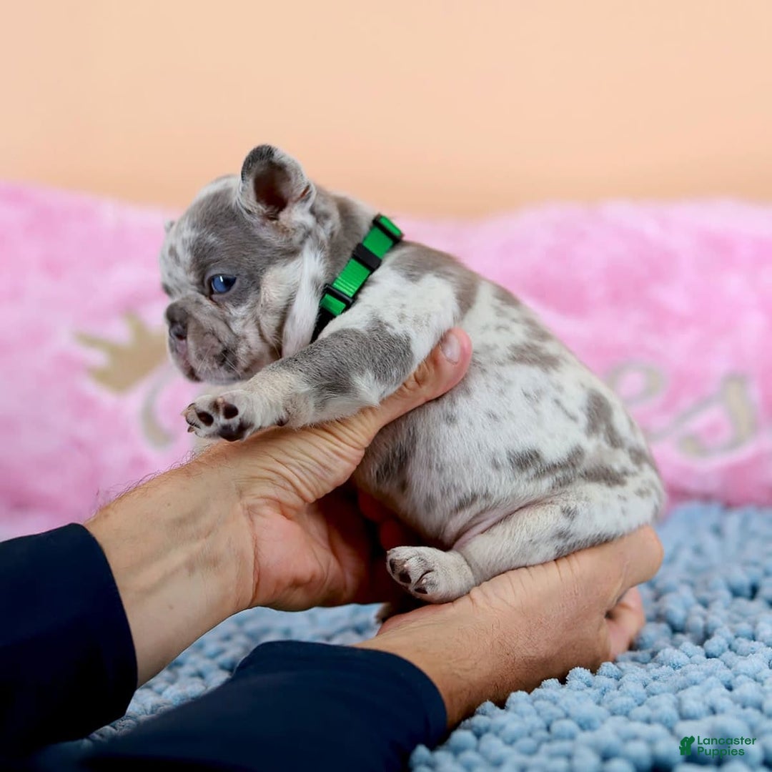 French Bulldog dogs for sale: Davis - Image 9