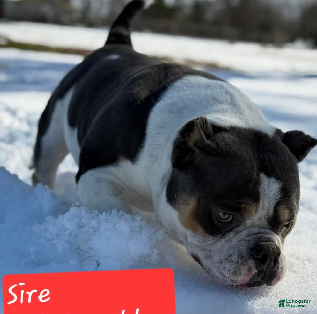 American Bully dogs for sale: Rose Col - Image 16