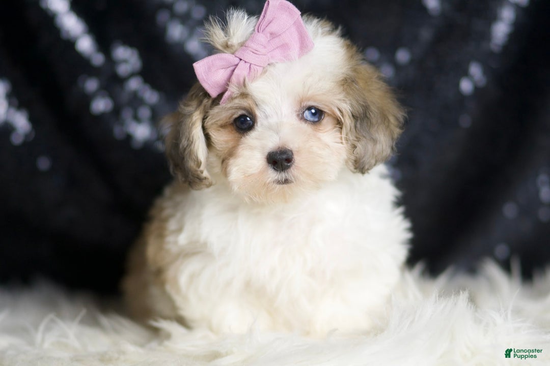 Maltipoo dogs for sale: Beans - Image 7