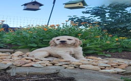 Cocker Spaniel dogs for sale: Rosco - Image 3