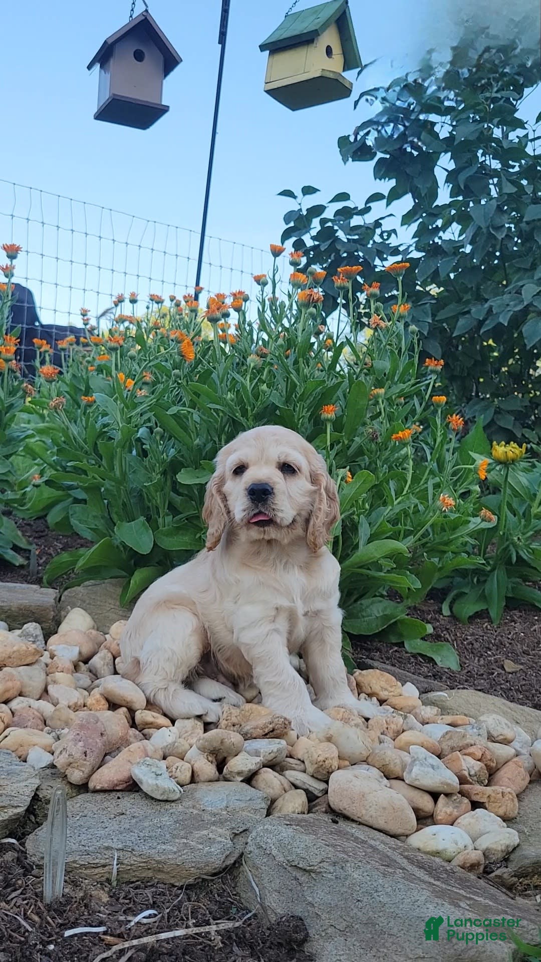 Cocker Spaniel dogs for sale: Rosco - Image 3