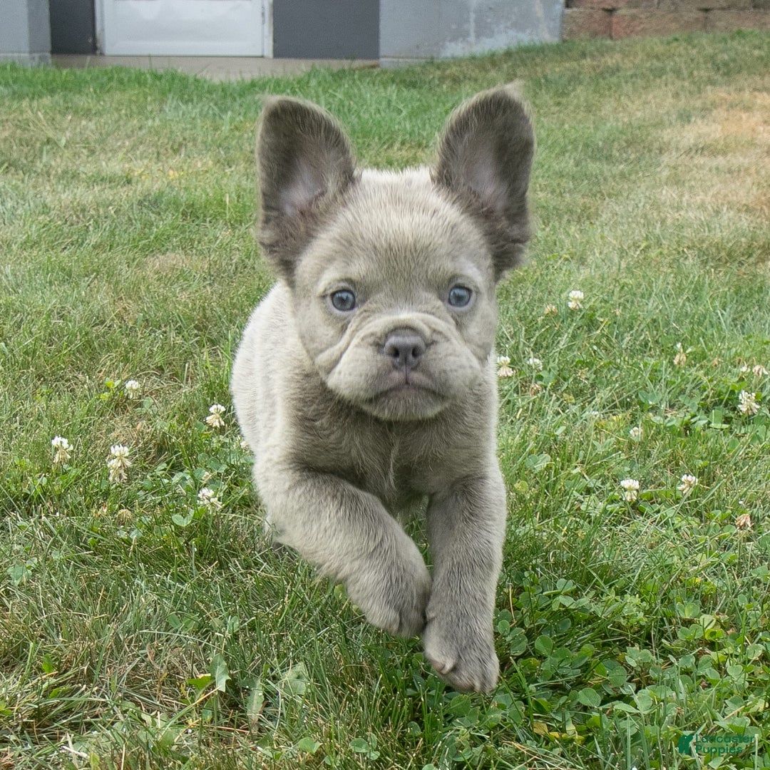 French Bulldog dogs for sale: Rusty - Image 18