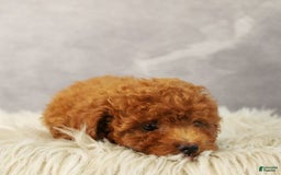 Toy Poodle dogs for sale: Sunshine - Image 2