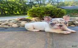 French Bulldog dogs for sale: Daisy - Image 6