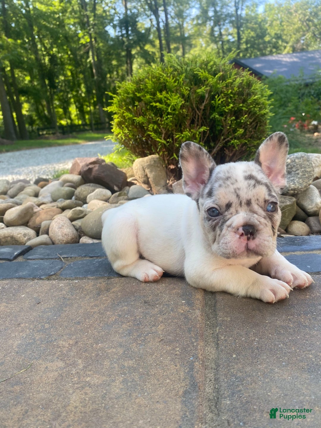 French Bulldog dogs for sale: Daisy - Image 6