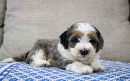 Mini Bernedoodle dogs for sale: Luke - Image 16