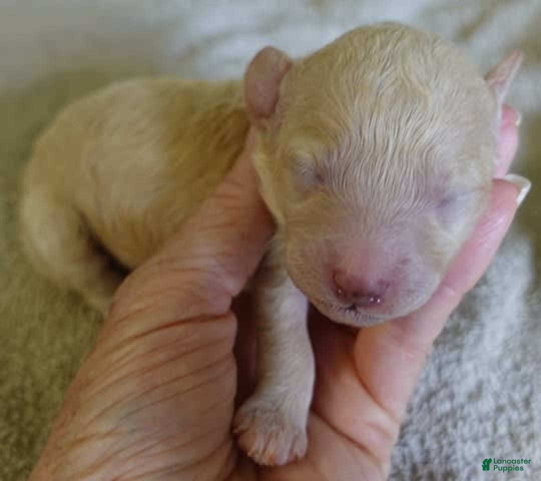 Toy Poodle dogs for sale: Nimmi Apricot - Image 1