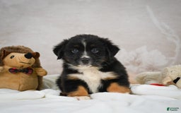Miniature Australian Shepherd dogs for sale: Buddy - Image 6