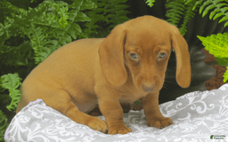 Miniature Dachshund dogs for sale: Tabitha - Image 1