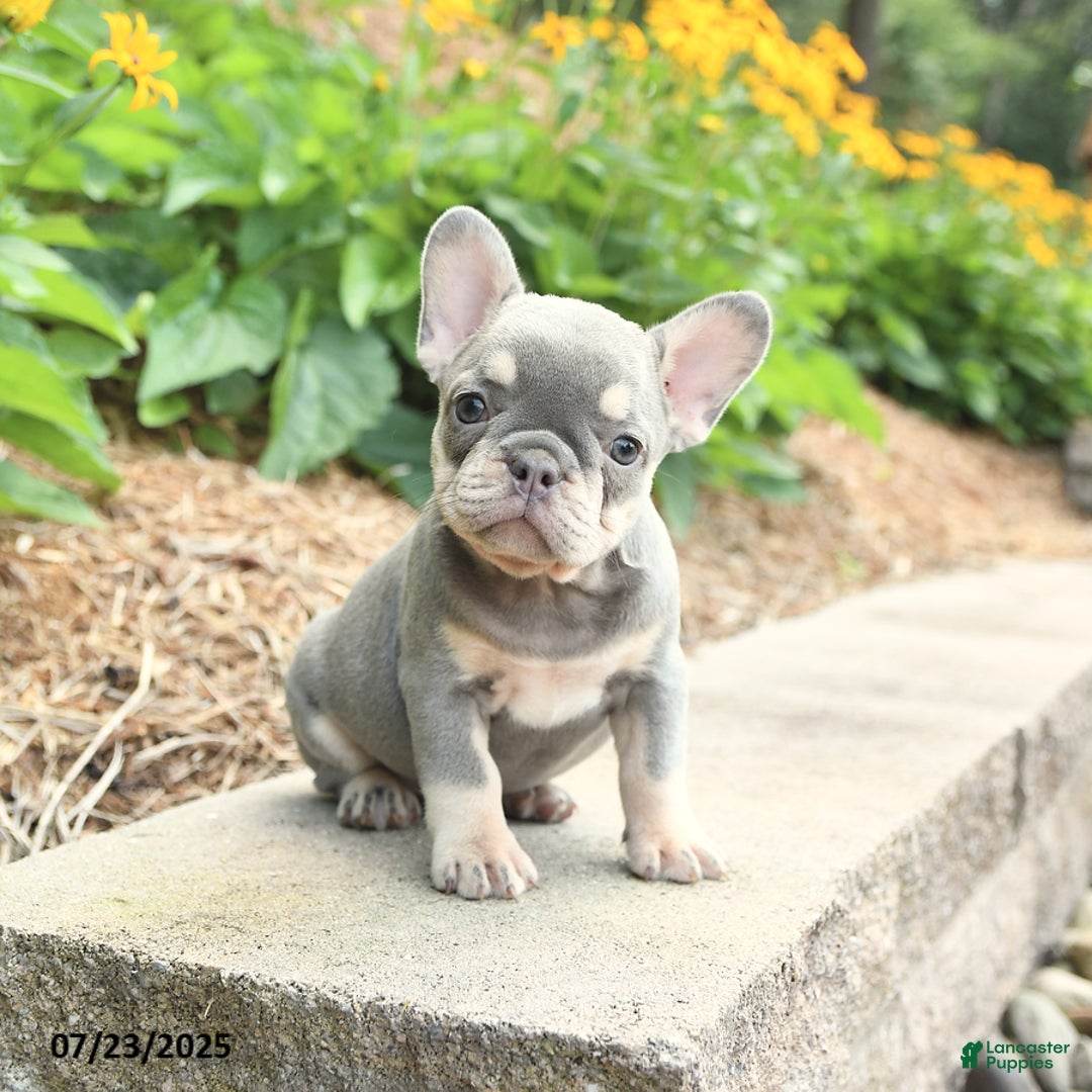 Frenchton dogs for sale: Remi - Image 2