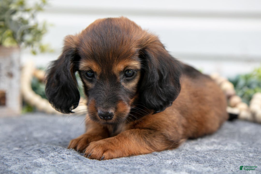 Miniature Dachshund dogs for sale: Miniature Dachshund 4 puppies - Image 12