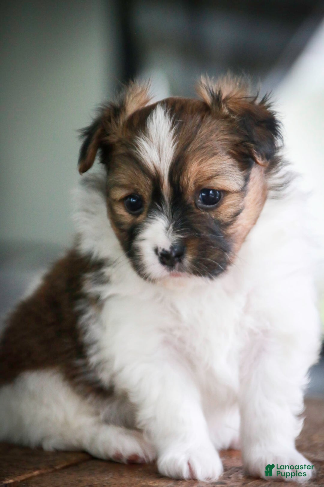 Papillon dogs for sale: Rome - Image 8