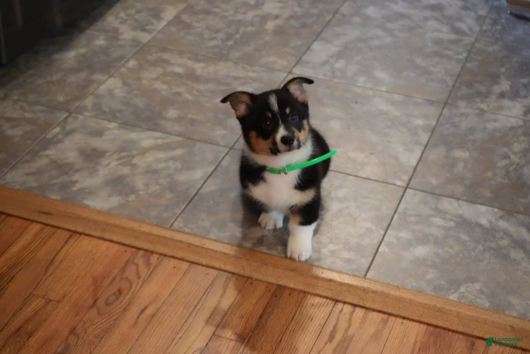Welsh Corgi Pembroke dogs for sale: Mr Green - Image 1