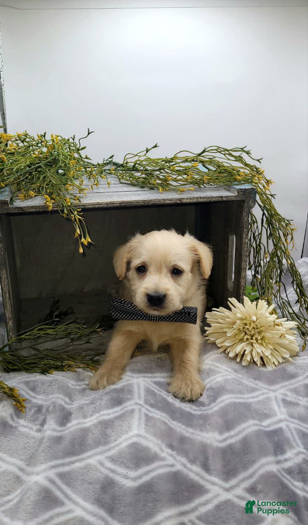 West Highland Terrier dogs for sale: Jasper - Image 2