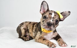 Frenchton dogs for sale: Freddy - Image 4