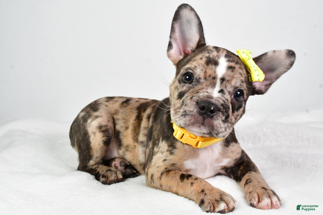 Frenchton dogs for sale: Freddy - Image 4