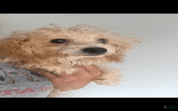 Miniature Poodle dogs for sale: Prissy - Image 2