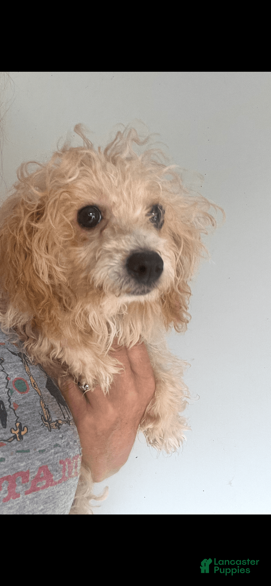 Miniature Poodle dogs for sale: Prissy - Image 2
