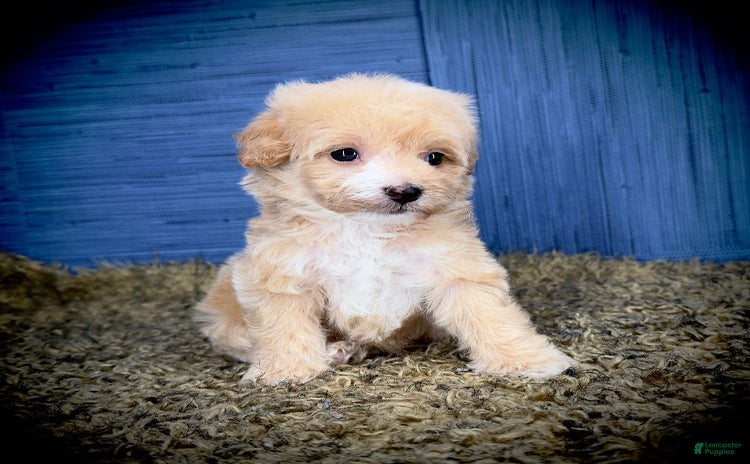 Maltipoo dogs - Advert 23