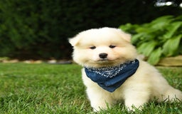 Samoyed dogs for sale: Lake - Image 2