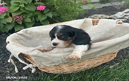 Cavalier King Charles Spaniel dogs for sale: Charlie - Image 1