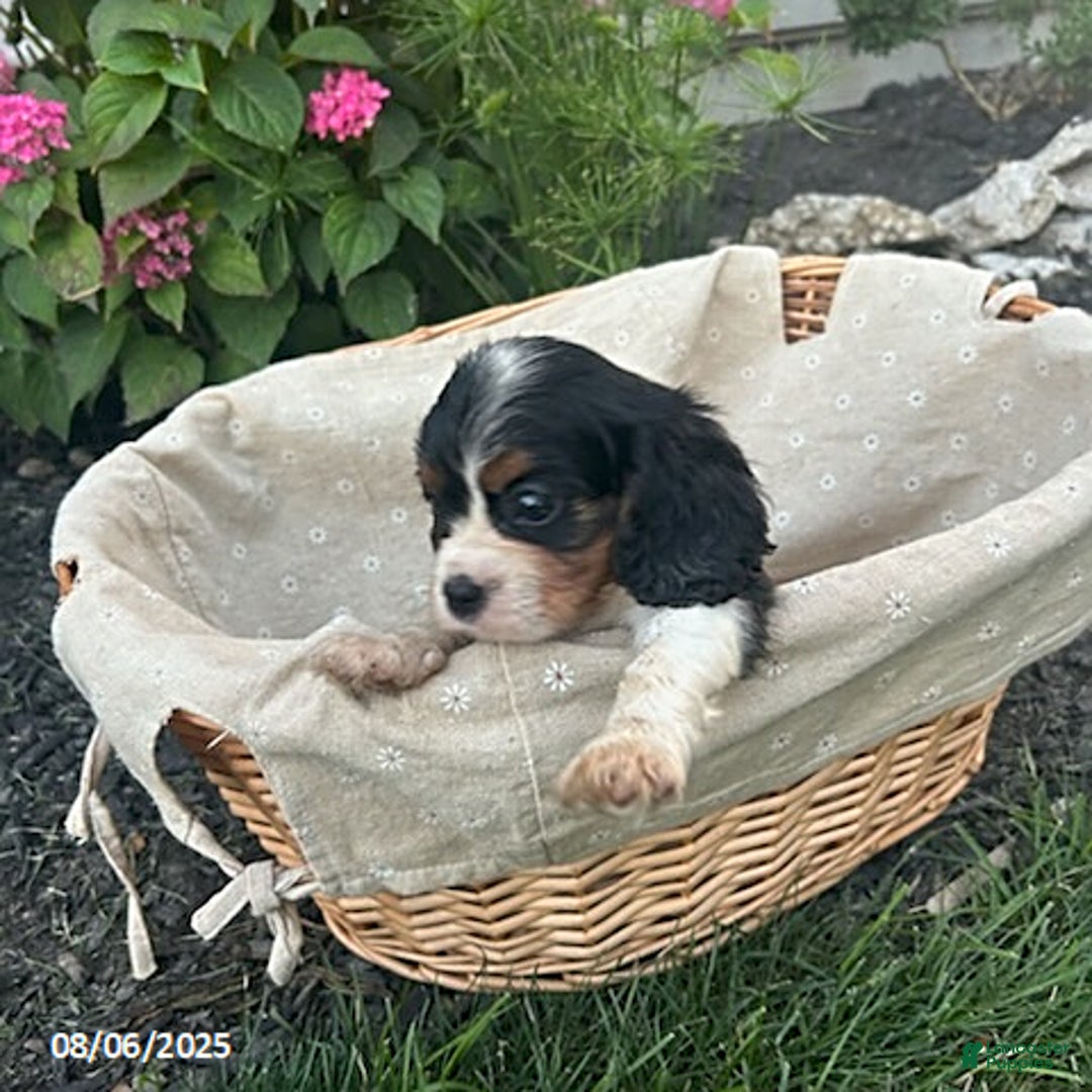 Cavalier King Charles Spaniel dogs for sale: Charlie - Image 1