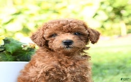 Miniature Poodle dogs for sale: Ester - Image 5