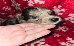 Chihuahua dogs for sale: Chihuahua 8 puppies - Image 5