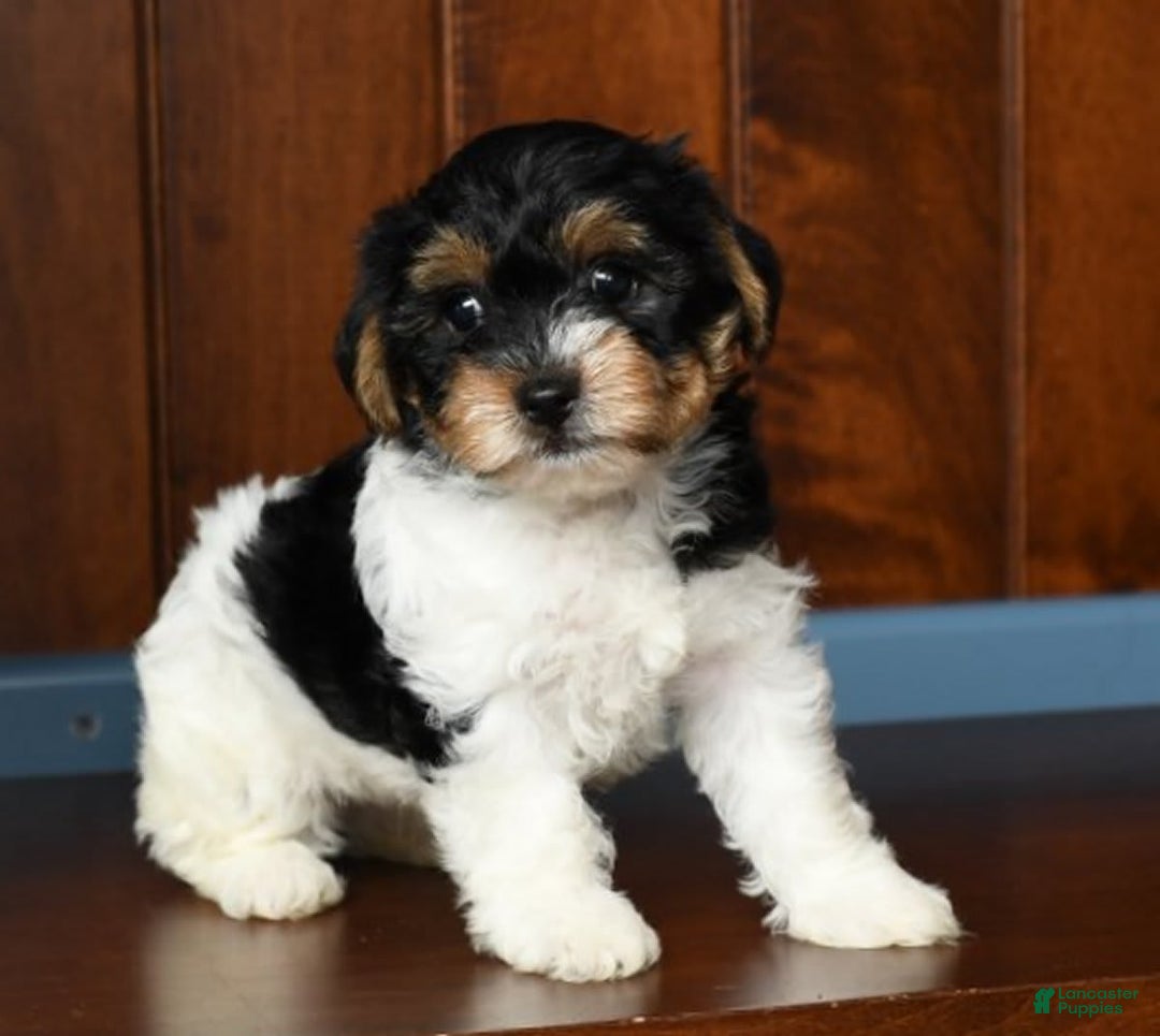 Yorkiepoo dogs for sale: Becka - Image 2