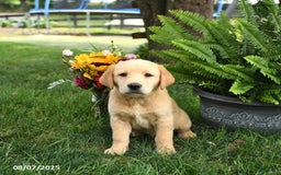 Goldador dogs for sale: Scout - Image 1